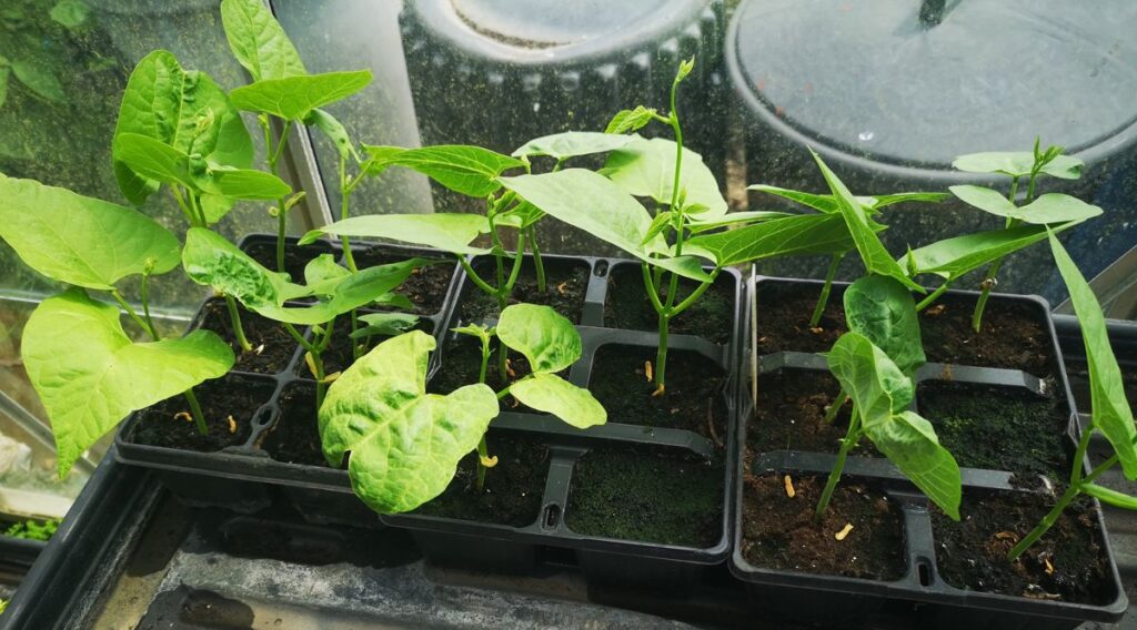 Young French bean plants